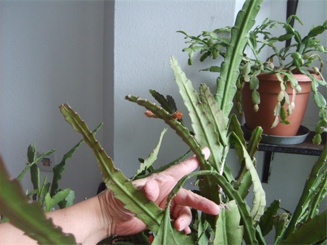 pupovi