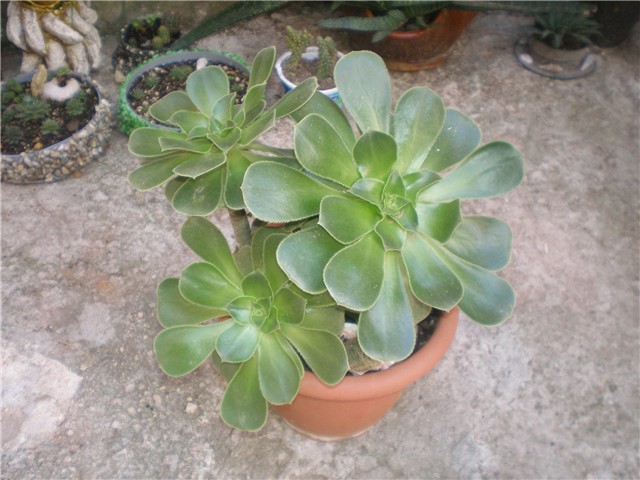 Aeonium