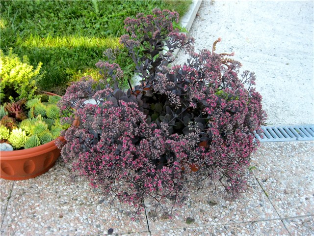 Sedum  Purple Emperor 
