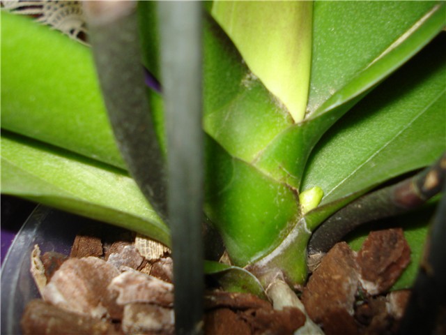 orhideja phal-nova stapka