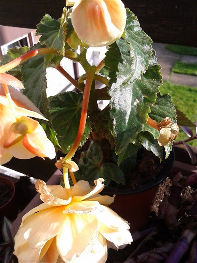 begonia gomoljasta