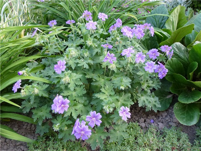 geranium magnificum Rosemoor