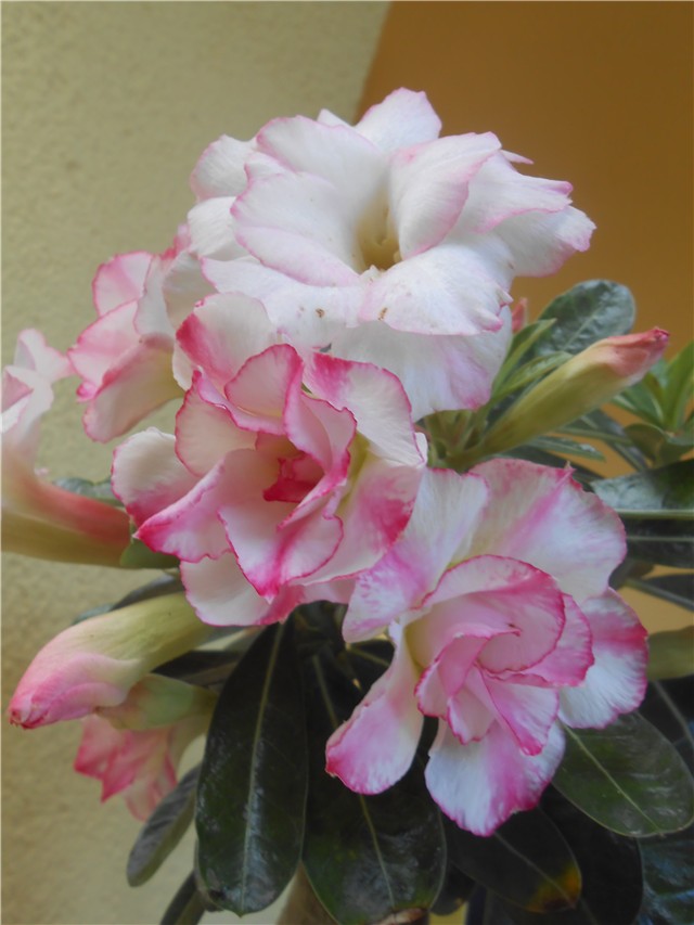 Adenium