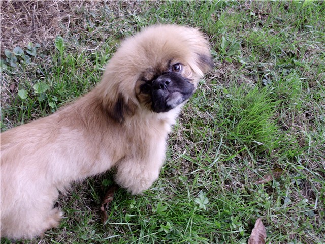 đurđi