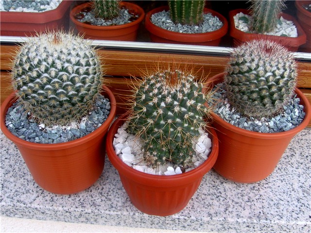 Mammillaria