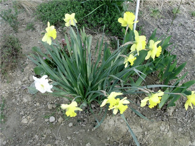 narcis skupina