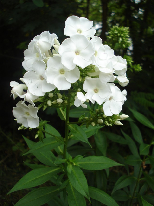 Phlox