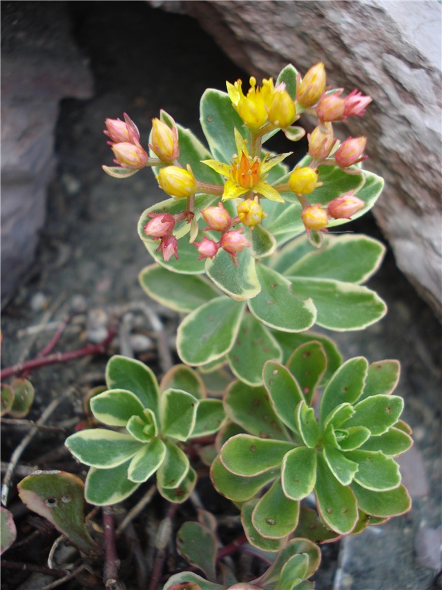 Sedum
