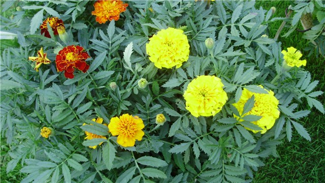 tagetes