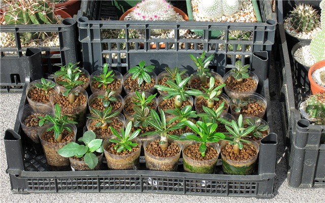 adenium, pachypodium , dorstenia