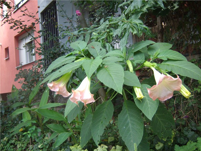 Datura