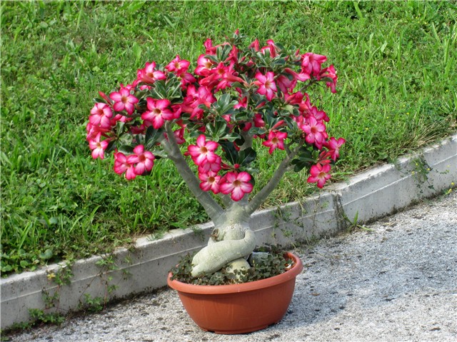 Adenium obesum