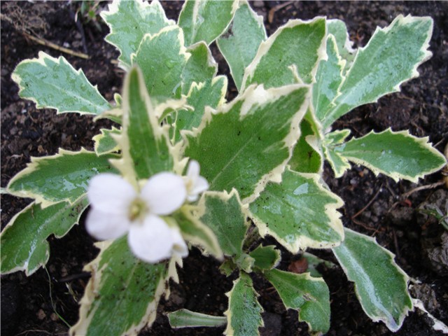 arabis
