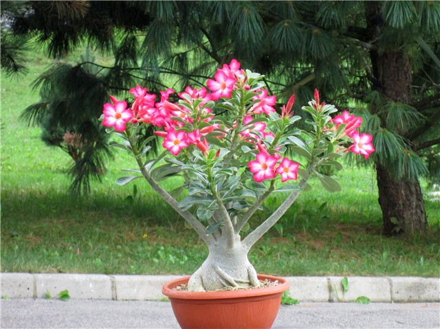 Adenium obesum