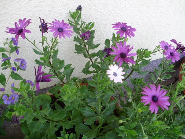 osteospermum