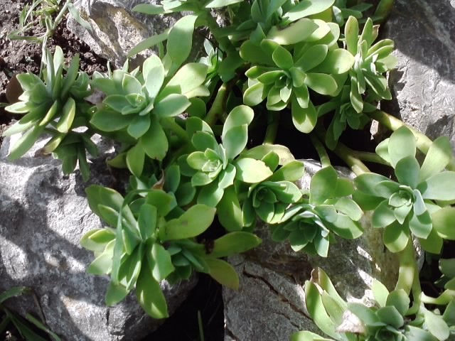 sedum palmeri