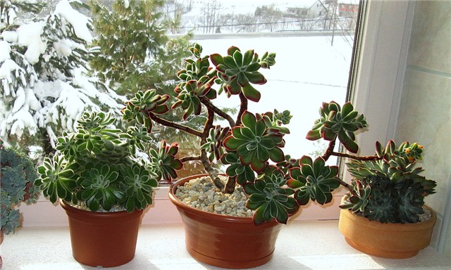 echeveria 