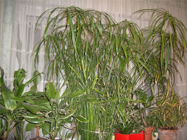 cyperus