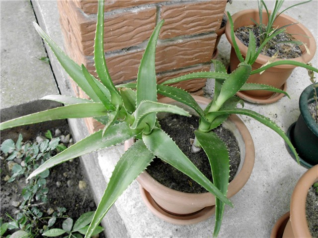 aloe2