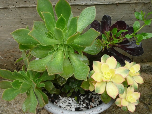 aeonium