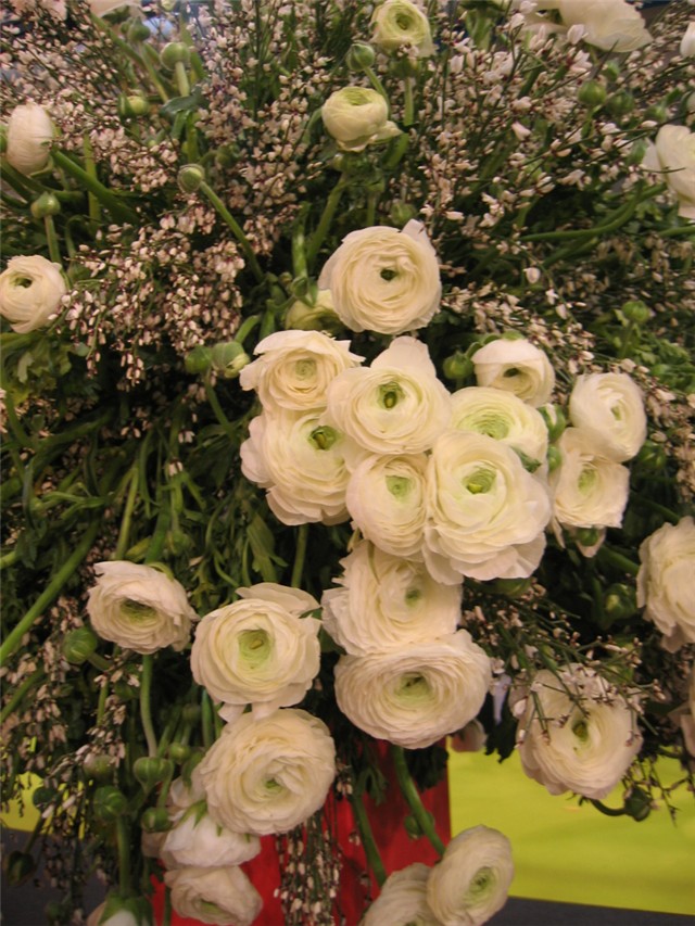 Padova 2006