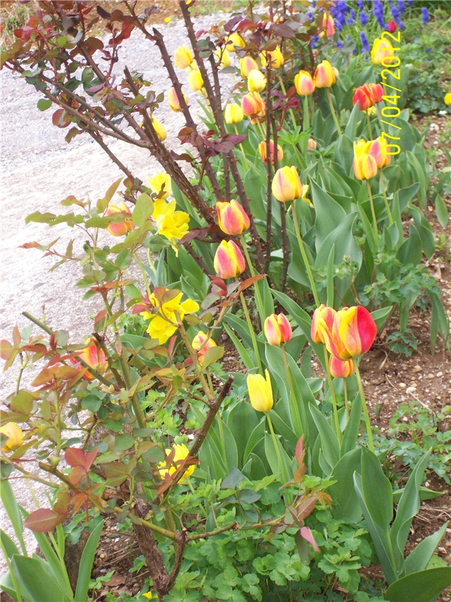 Tulipani,raznobojni,lukovica,rano proljeće.