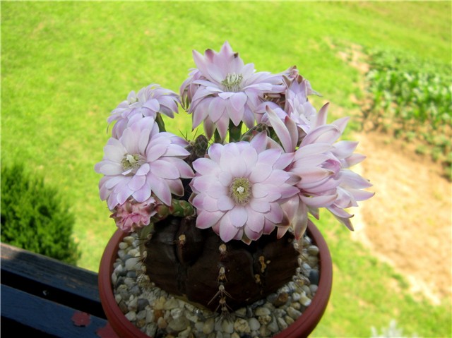 Gymnocalycium damsii 