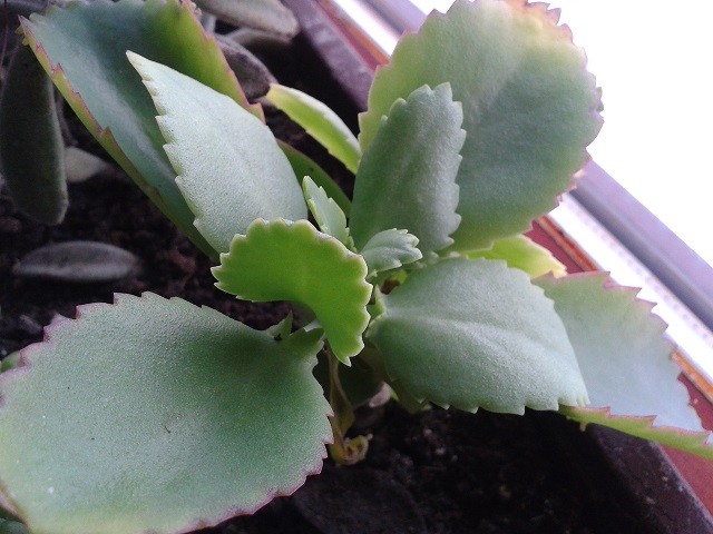 kalanchoe