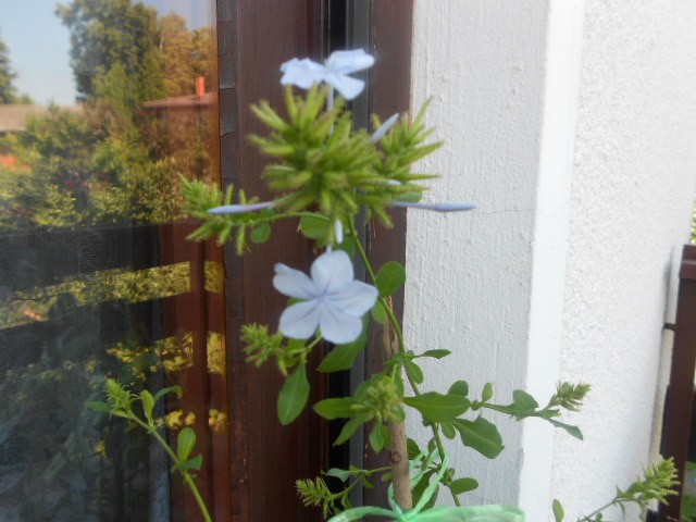 plumbago plavi