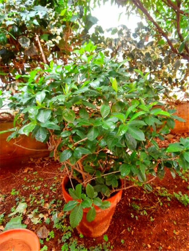 gardenija