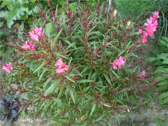 gaura