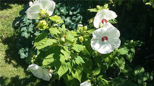 močvarni hibiskus