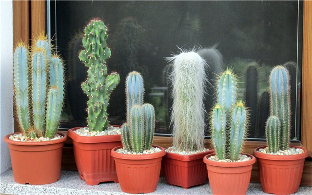 cereus 