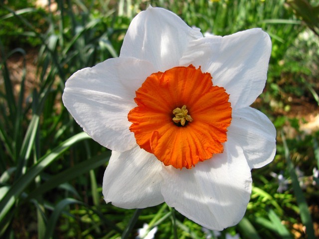 Narcissus - 