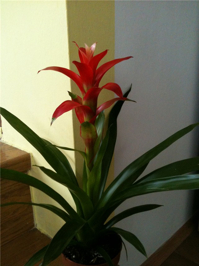 guzmania