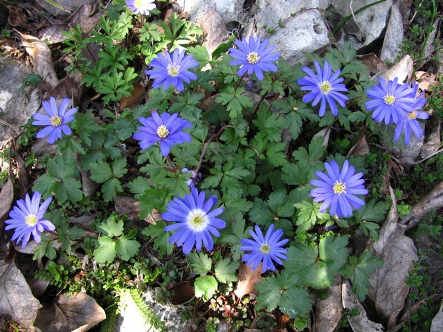 Anemone blanda 