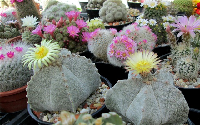 astrophytum myriostigma