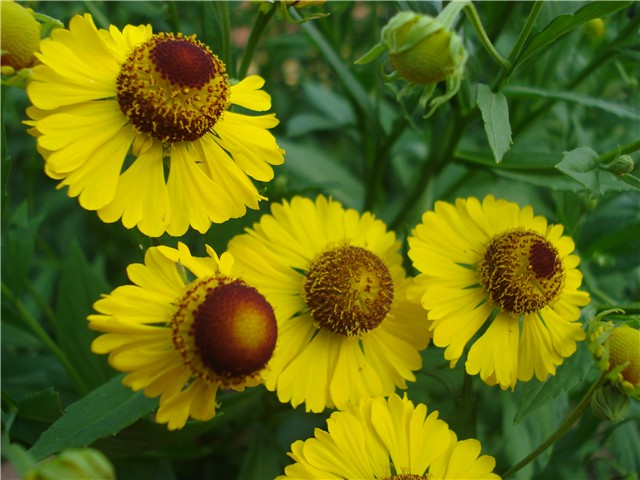 Helenium