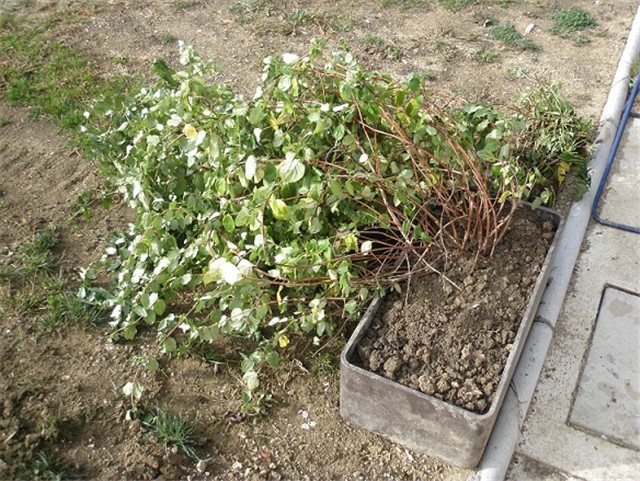 lonicera