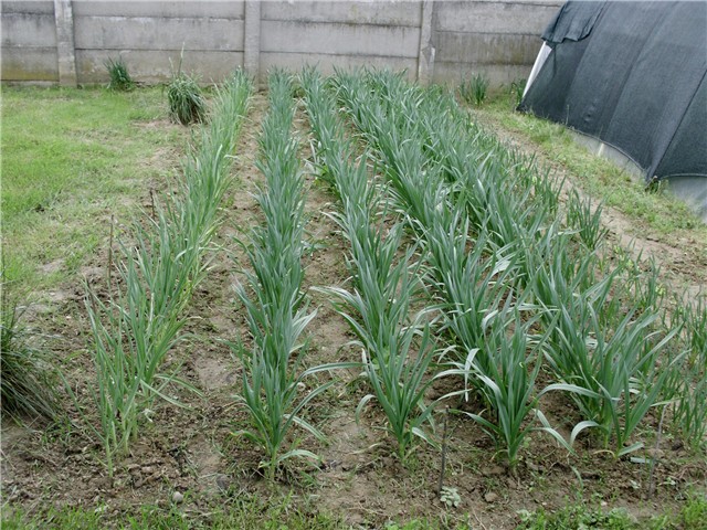 češnjak2
