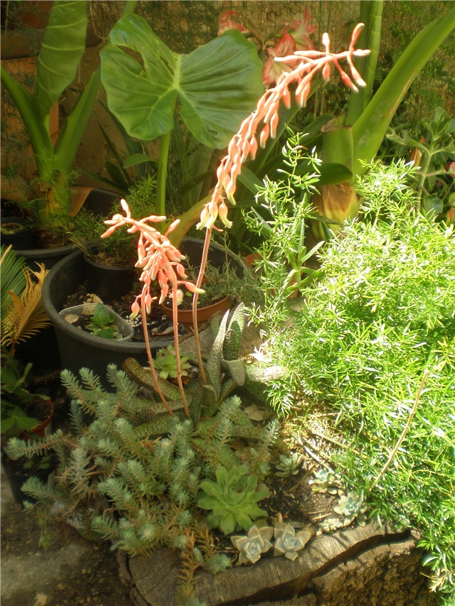 Gasteria -cvjet