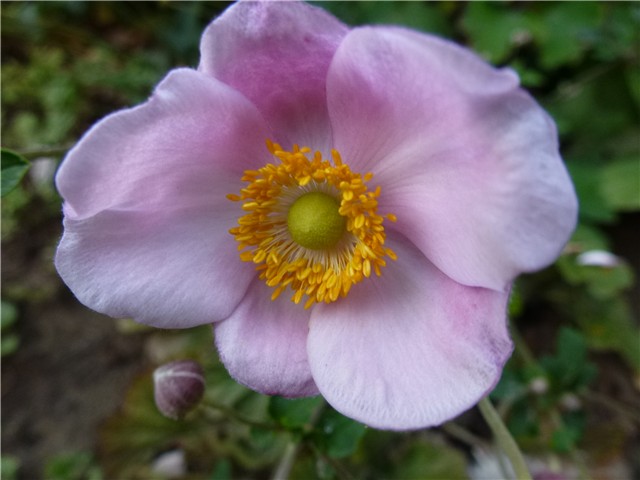 Anemona cvijet