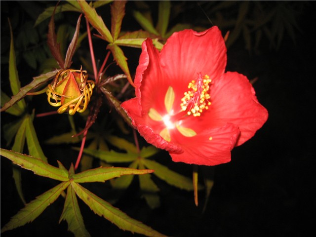 Hibiscus coccineus/1