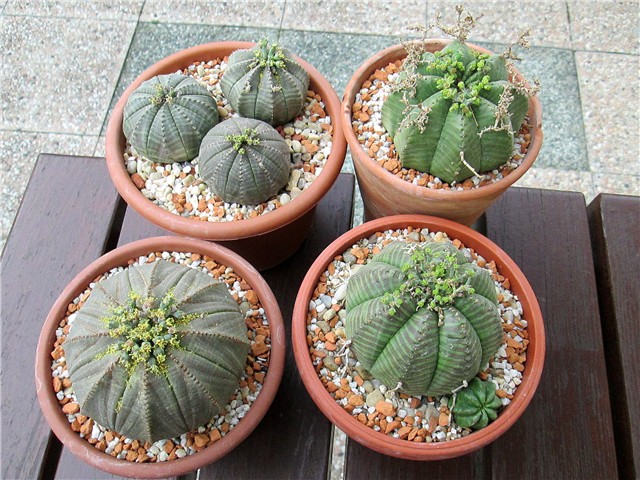 Euphorbia obesa 