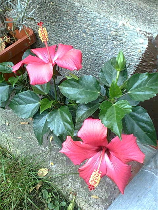 hibiskus