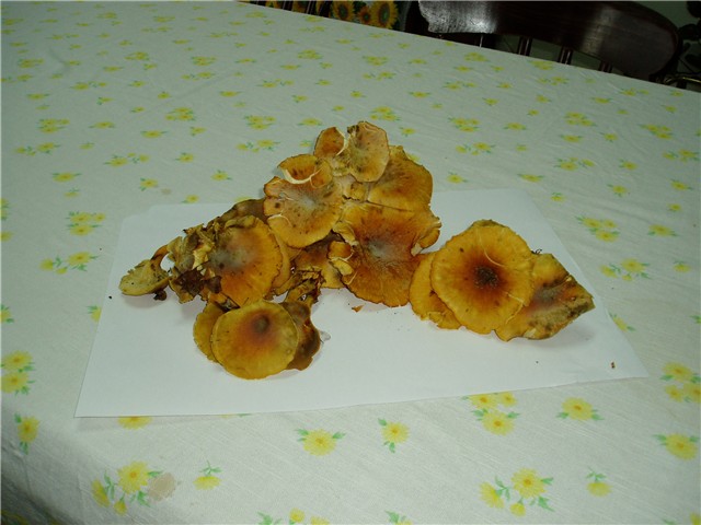 gljive1