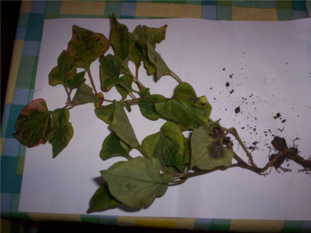 Horti%20-flanci%20