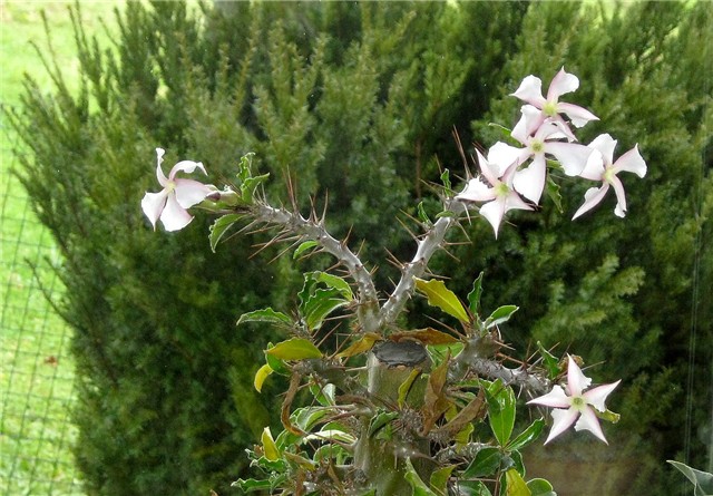 Pachypodium saundersii, bloom 