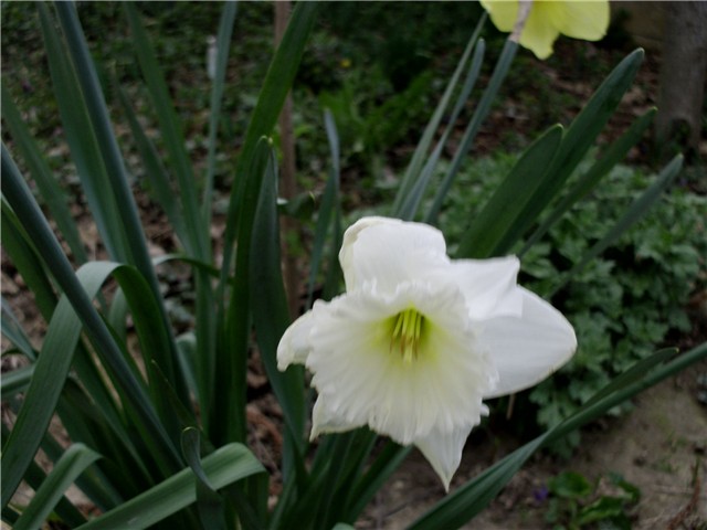 narcis1
