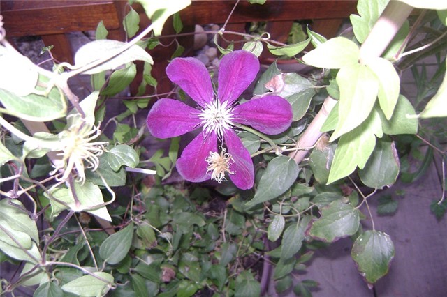 clematis